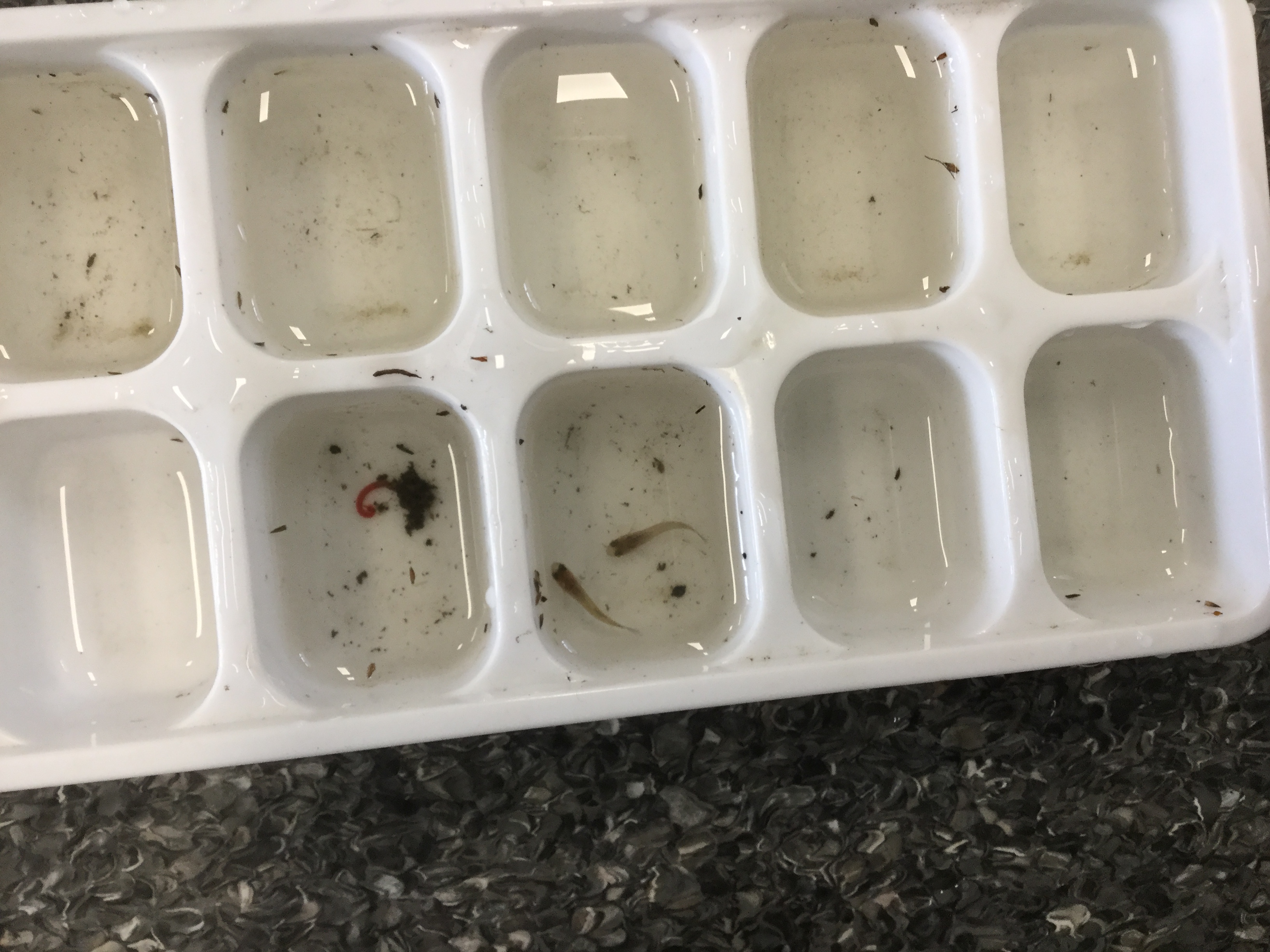 /uploaded_files/media/gallery/1503462146Science 1 (1).jpeg